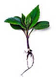 Himalayan balsam seedling