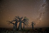 Milky way over Baobab trees