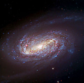 Barred spiral galaxy NGC 2903