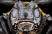 Longhorn beetle head