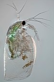 Waterflea antenna,light micrograph