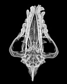 X-ray of a skull of an Hyaena