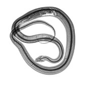 Snake under x-ray