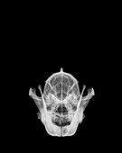 X-ray of a skull of an Wolf