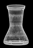 x-ray of a Goblet Drum