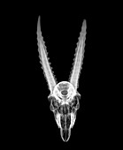 X-ray of a skull of a gazelle