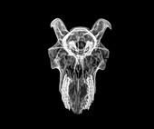 X-ray of a skull of a goat