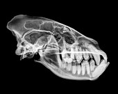 X-ray of a skull of a Hyena