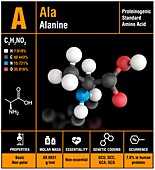 Alanine amino acid molecule