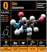 Glutamine amino acid molecule