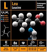 Leucine amino acid molecule