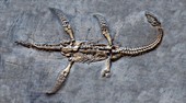 Plesiosaur fossil