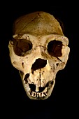 Early Neanderthal skull