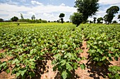 Cotton crop,Malawi