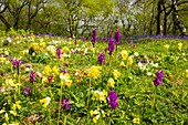 Wildflowers,Yorkshire Dales,UK