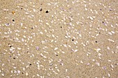 Shells on Luskentyre Beach,Scotland,UK