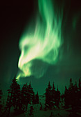 Aurora Borealis over coniferous forest,Canada