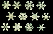 Computer-enhanced light micrograph of snowflakes