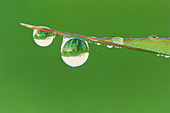 Dewdrops hanging from a blade of grass