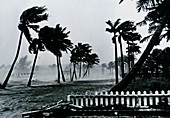 Palm trees during a hurricane,Palm Beach,USA