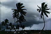 Hurricane scene in Florida,1953