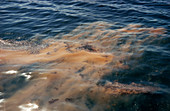 Red Tide in the Red Sea