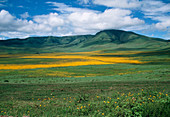 Flowers on floor of Ngorongoro Crater,Tanzania