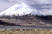 'Parinacota volcano,Andes,Chile'