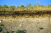 Soil Cross Section