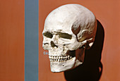 Cro-Magnon Skull