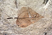 Fossil poplar leaf