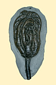 Sea Lily Fossil