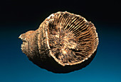 Coral Fossil