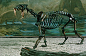 Fossil skeleton of a sabre-toothed cat