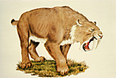 Sabre-Tooth Cat