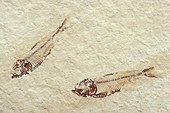 Fossil Knightia Fish