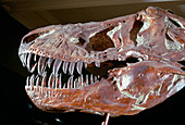 Fossil head of Tyrannosaurus rex