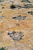 Dinosaur footprints