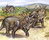 Styracosaurus using frill