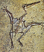 Plerodactylus