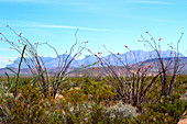 Chisos Mountains with Ocotillo