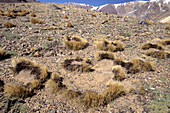 'Grass tussocks,Andes,Argentina'