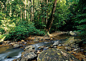 Jungle Stream,Malaysia
