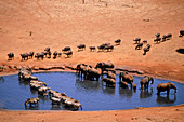 Animals gathered at waterhole