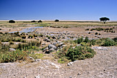 'Salvadora waterhole,Etosha,Namibia'