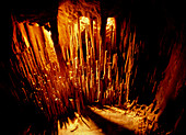 Stalagmites in Mitchell Caverns,California