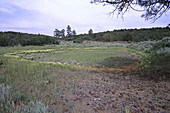 Dried-up vernal pool