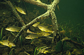 Fish among Mangrove Roots