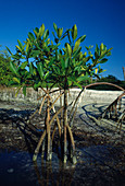 Red Mangroves