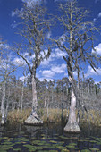 Cypresses in Okefenokee Swamp
